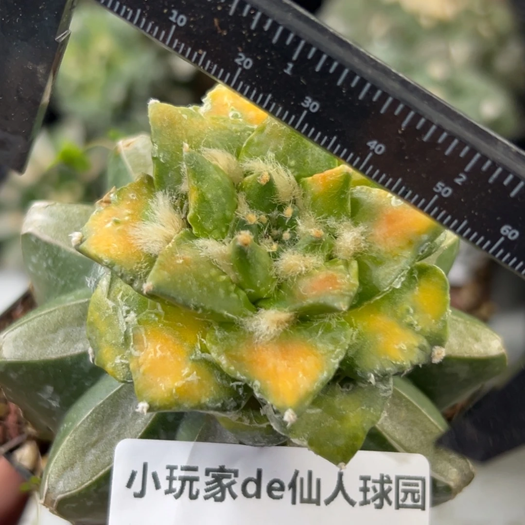 509 仙人球的牡丹啊