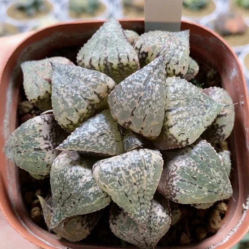 【闪购商品】202小泽白银
