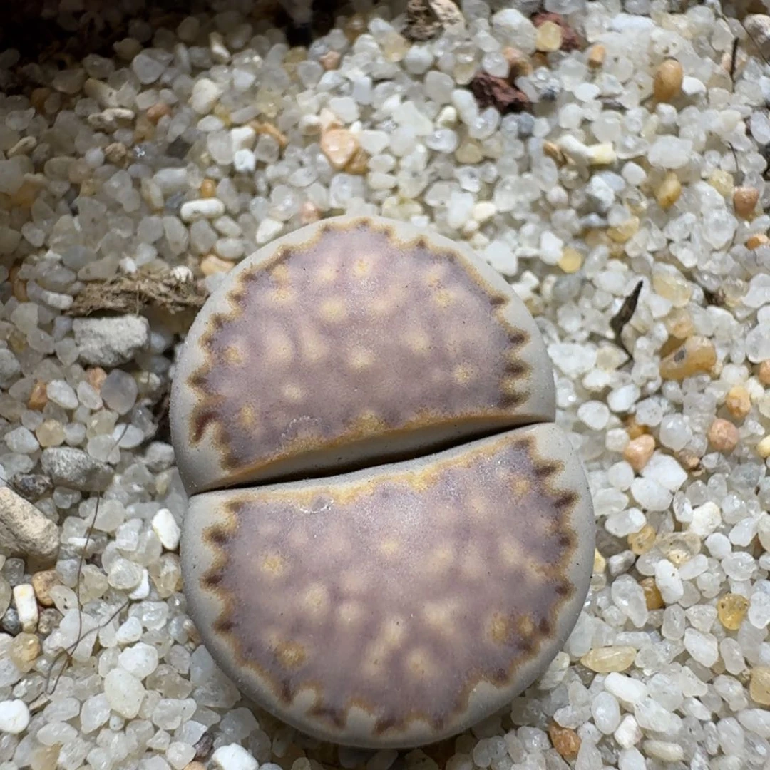 0718-07福利饼干饼干