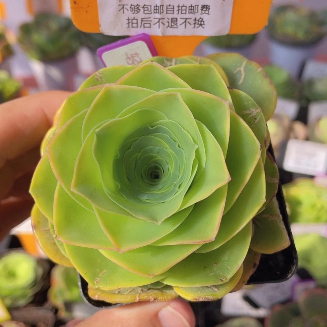 轻甜436一物一拍