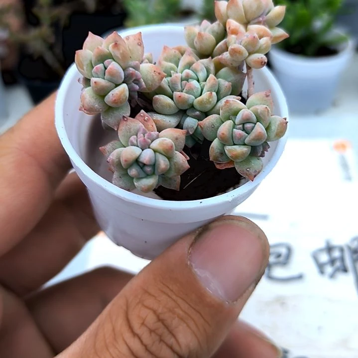 满9元包邮，，粉曼多头俩颗