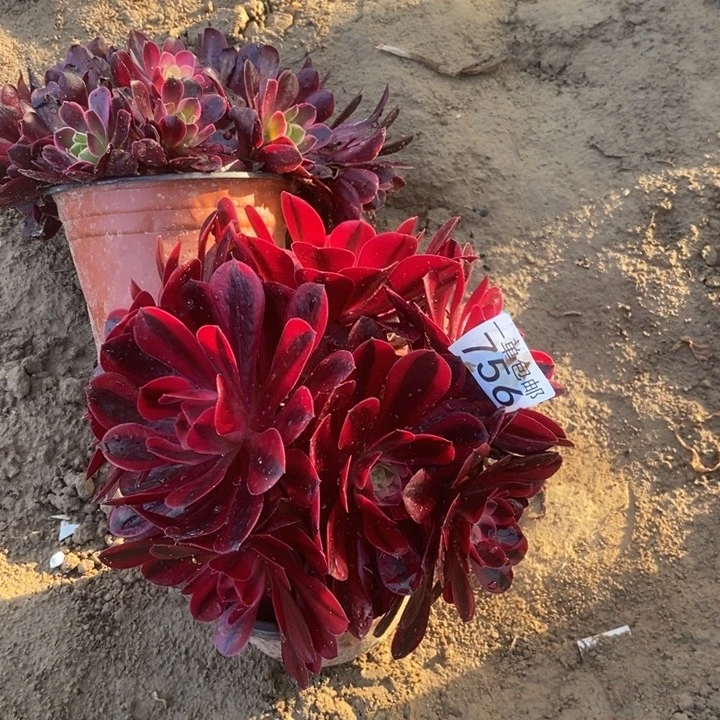 756美杜莎绣球东棚