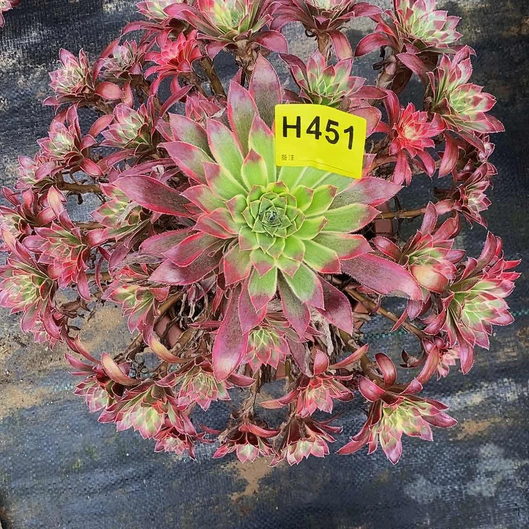 451孔雀锦33333333333