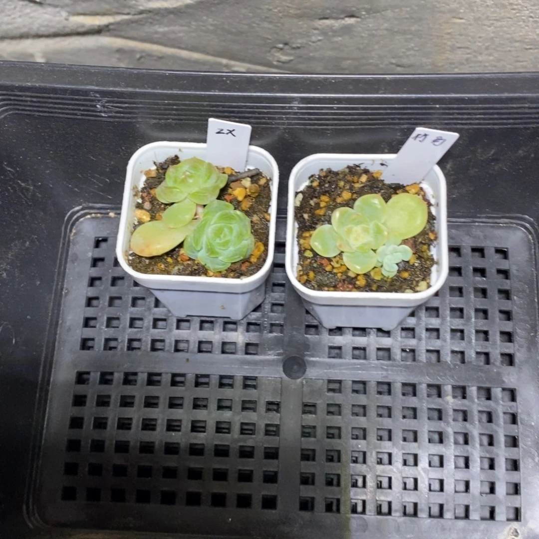 1****2竹马甜心和谪仙多肉