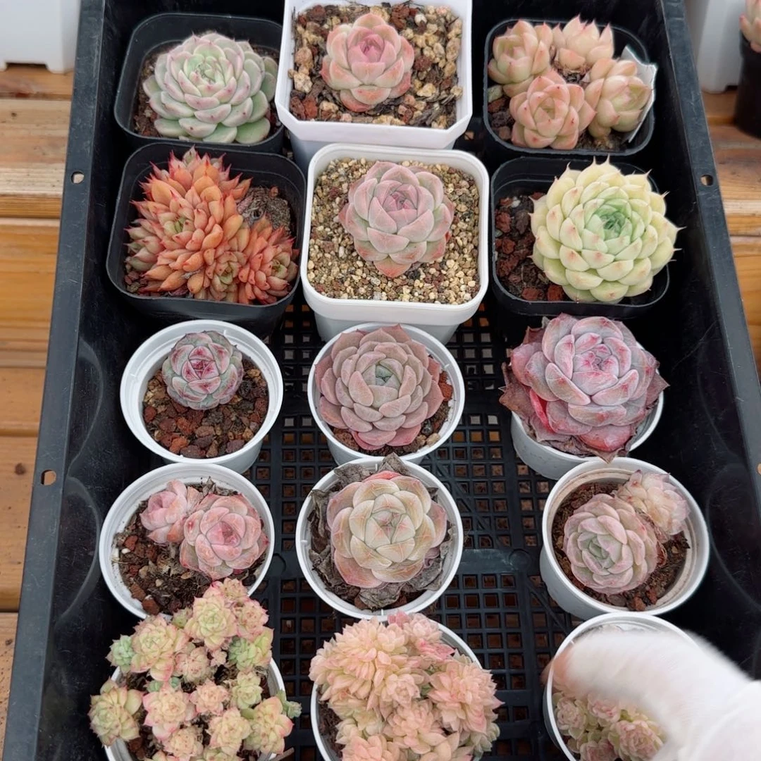 框拍框拍0309-122