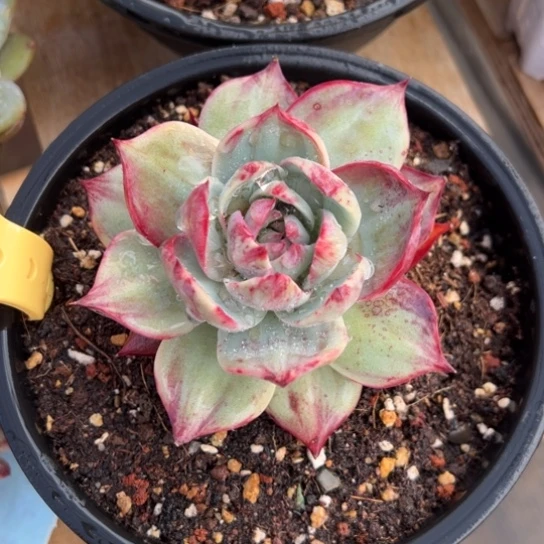 205惊鸿仙子 夏鸣园艺