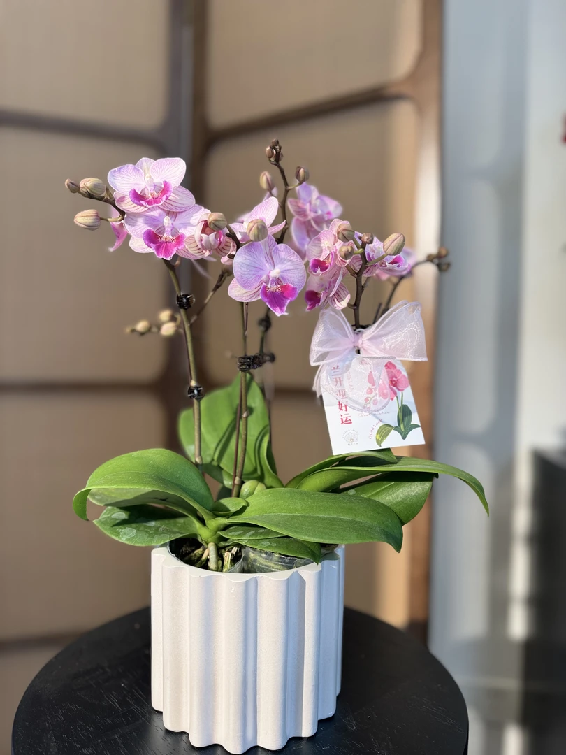 [幽梦]蝴蝶兰 粉白系 带条纹 基地直发