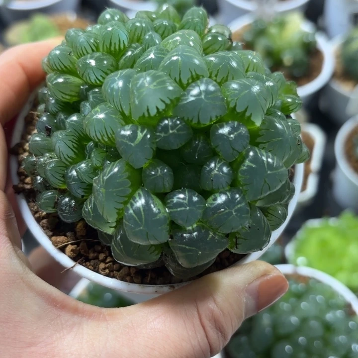 孙氏冰灯多肉植物