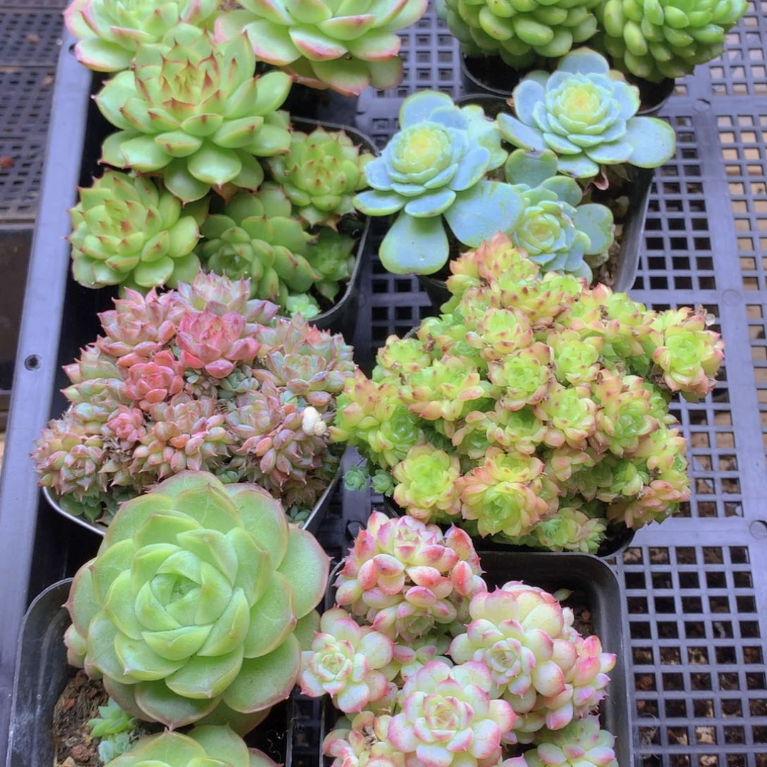 我要去买东西吃075