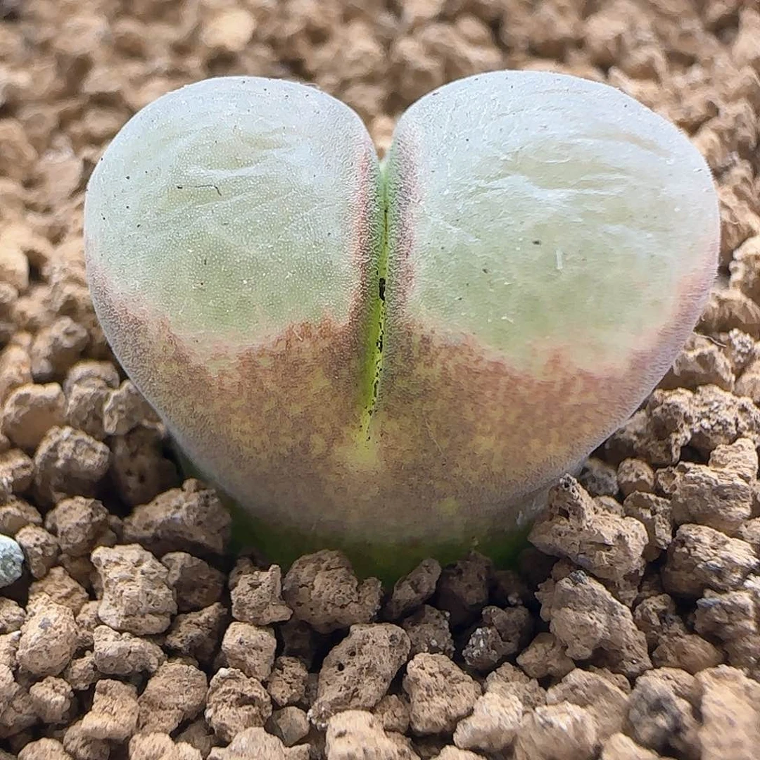 脱土年后发货24001