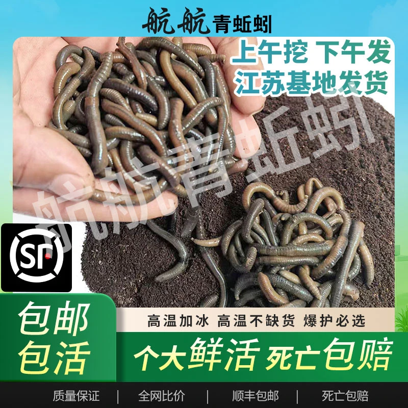 鲜活黑蚯蚓与青蚯蚓钓黄鳝野钓通用鱼饵钓鱼
