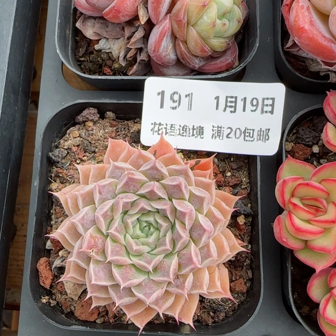 花语逸镜0119-191翡翠月影