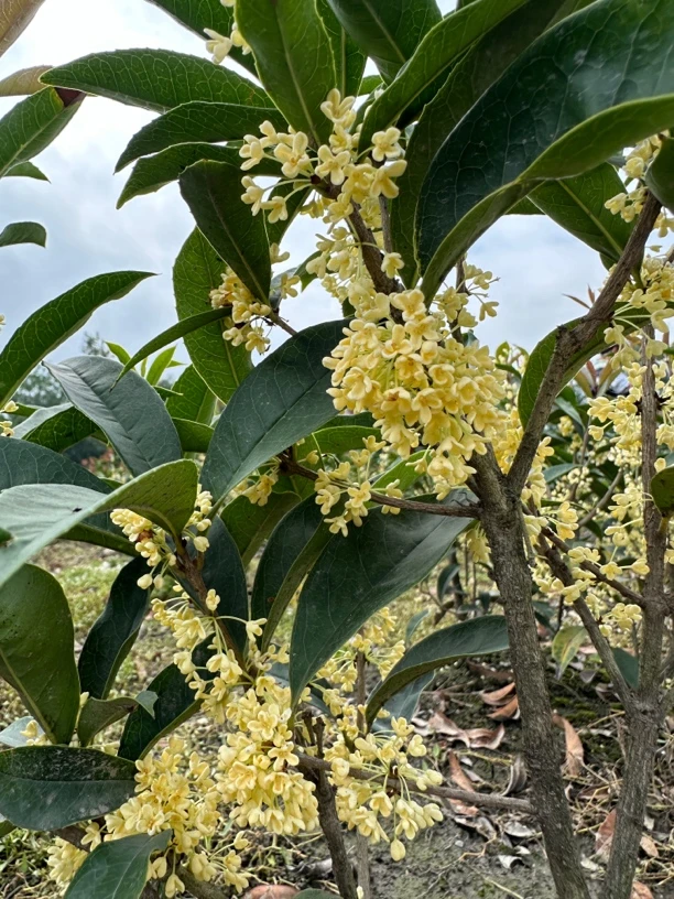 四季桂（佛顶珠）四季长青 原土球带花苞发货直播间一物一拍