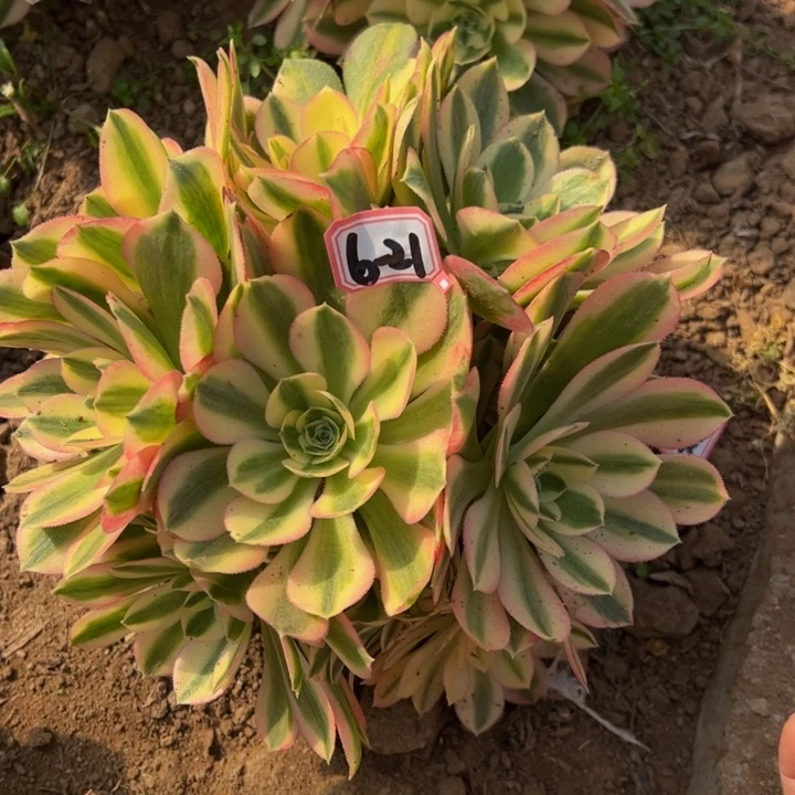 粉女巫多肉植物6-21