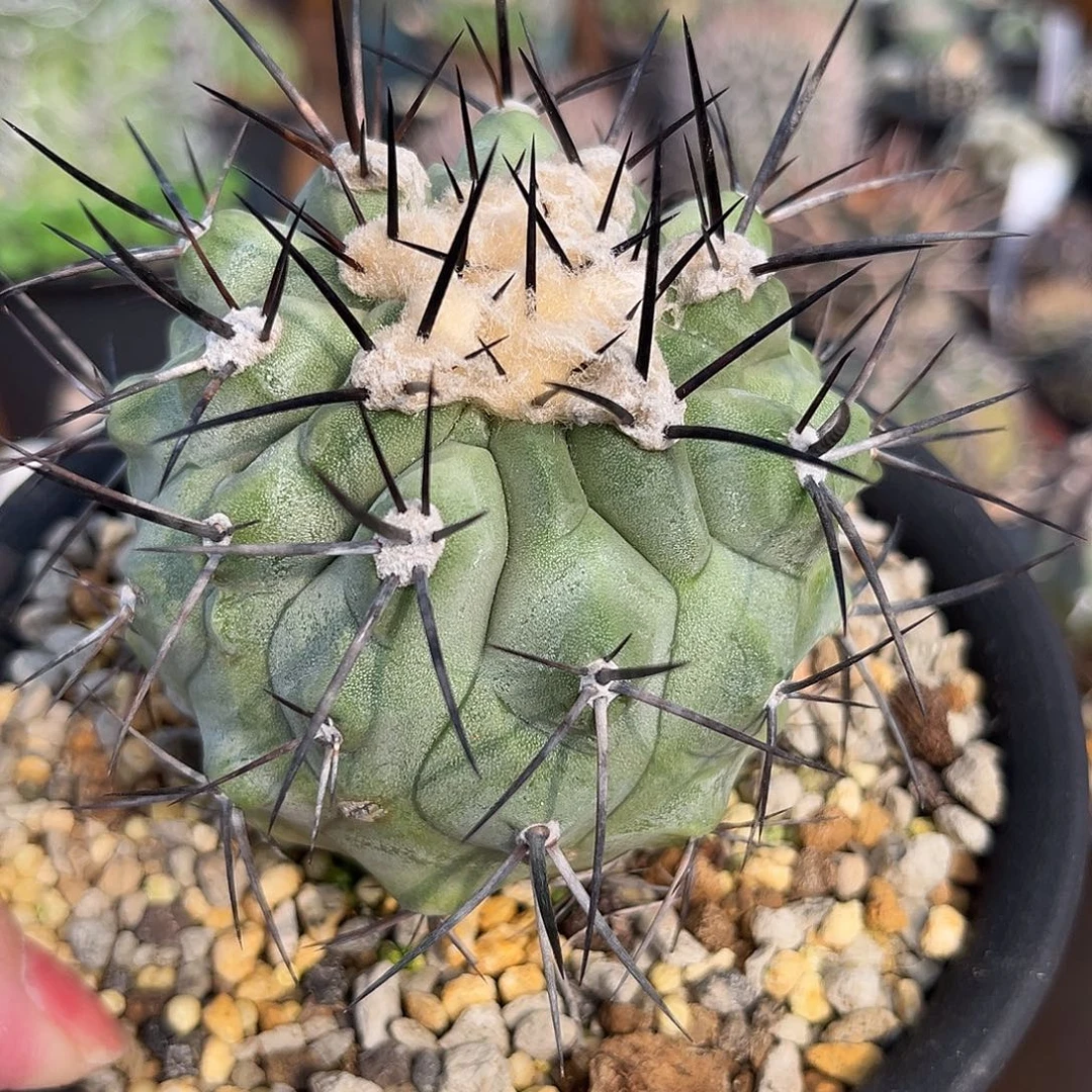 汤圆植物黑王好看