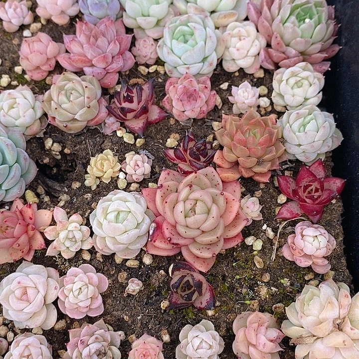 22 多肉植物盆栽花卉盆栽