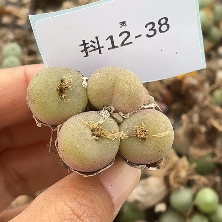 12-38空卡佛多肉植物