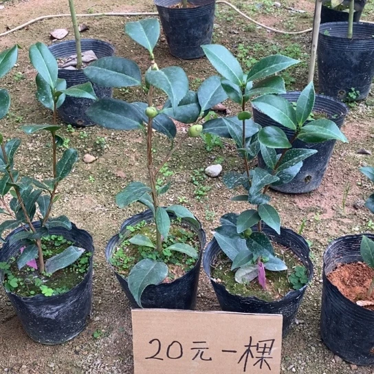 当前无花栽培后可以开花