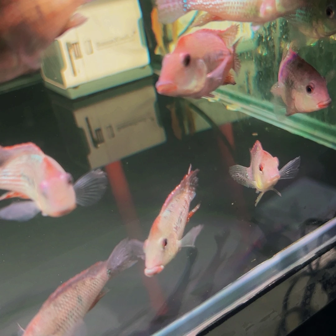 工具鱼牛头鱼鱼鱼鱼鱼