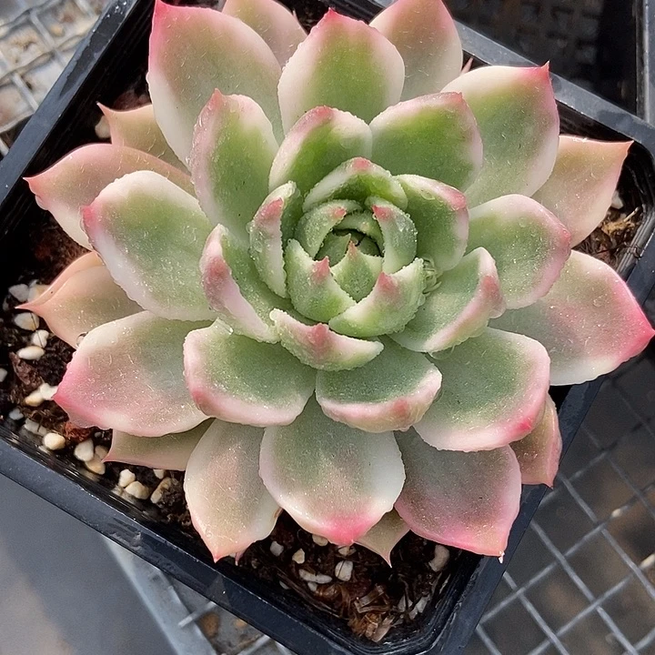 灵魂锦多肉植物的