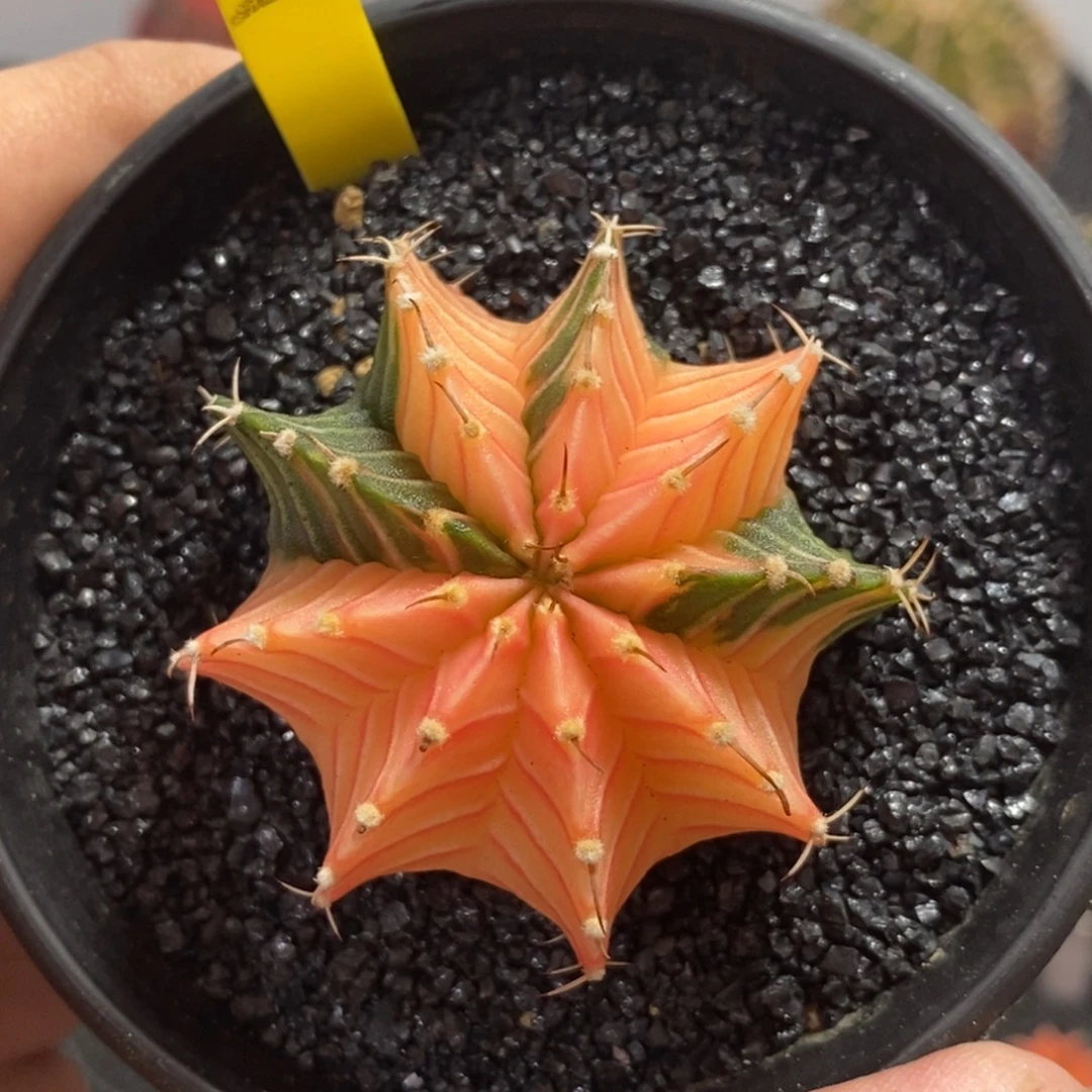 泰系肋骨锦—带盆土发货19