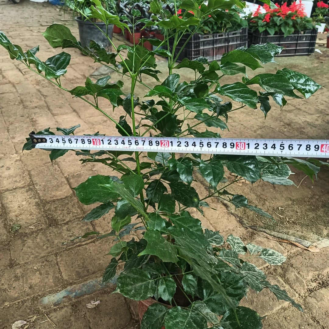 幸福树室内绿植盆栽净化空气