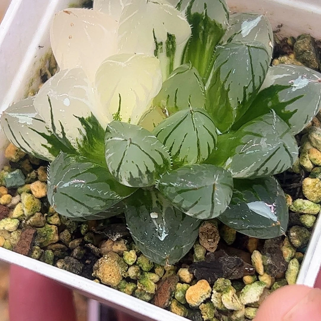 oh锦十二卷多肉植物