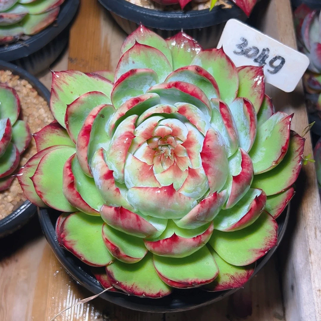 惊鸿仙子一物一拍3049号