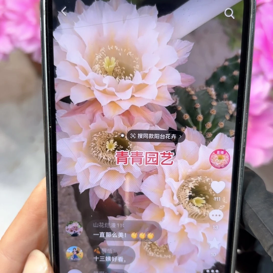 彩草13姨侧牙3公分左右