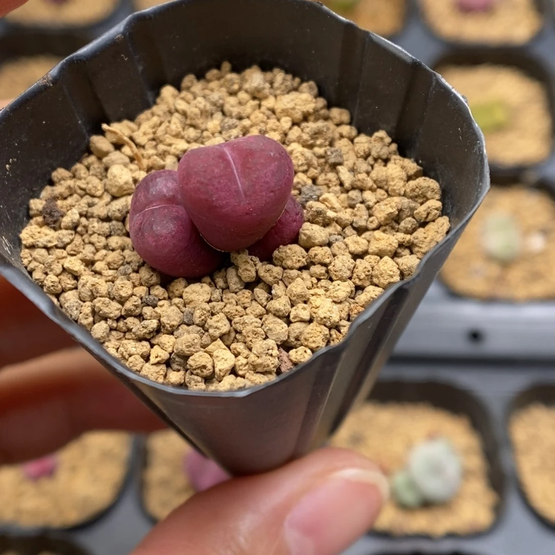 小*子多肉植物肉锥杂交K-5342 福袋