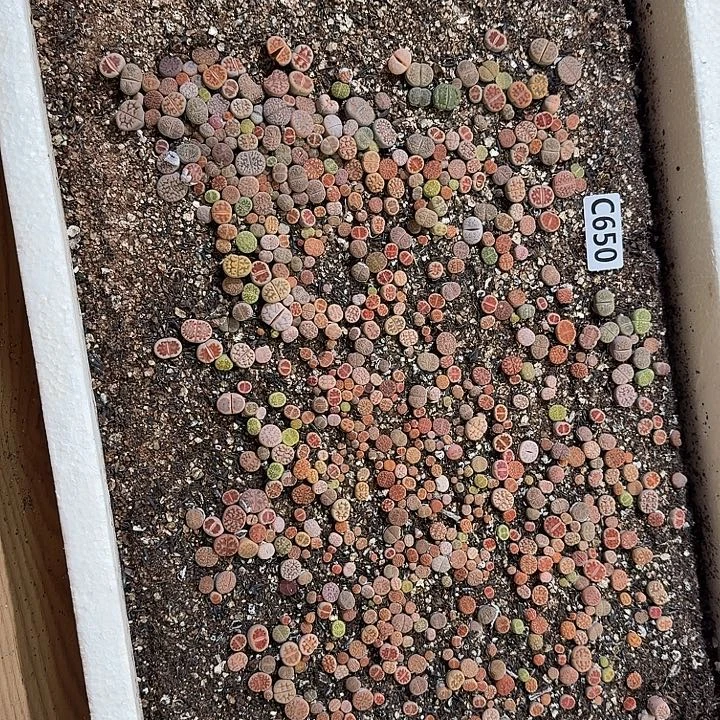 生650石花整框脱土发货不售后