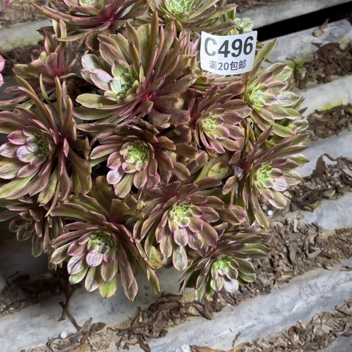 小*瑞妈一物一拍496