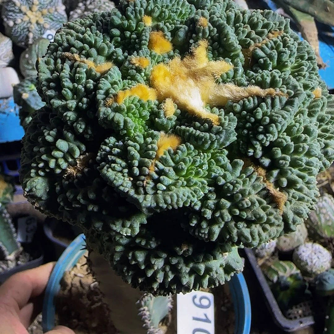 颗粒龟甲910仙人球开花