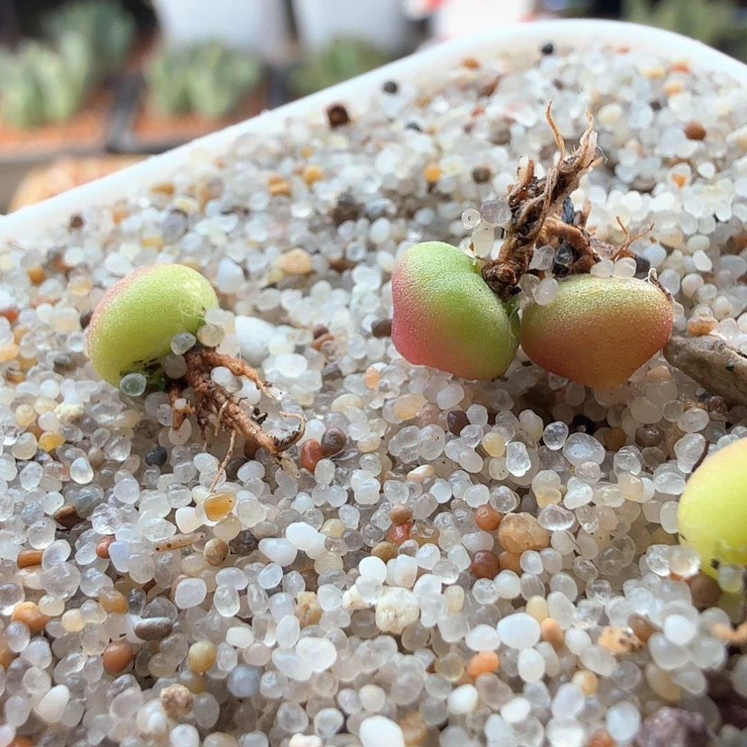 青*?2.11.17/哈莫灯泡新头尺寸小/多肉