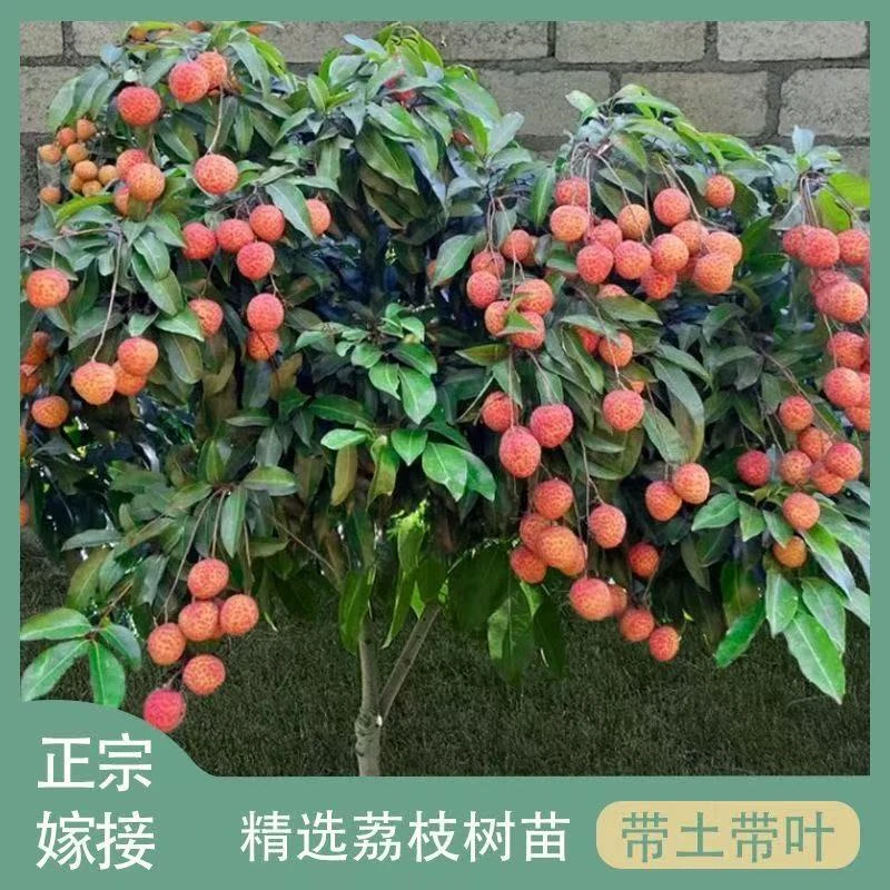 妃子笑桂味无核A4嫁接果树苗桂味糯米糍白糖罂荔枝王树苗