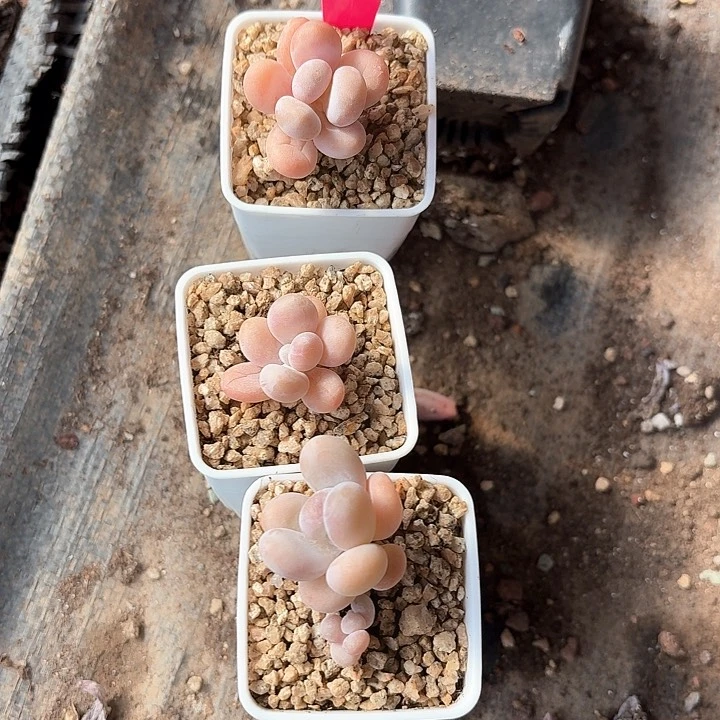 樱***一zv c d h v d 072