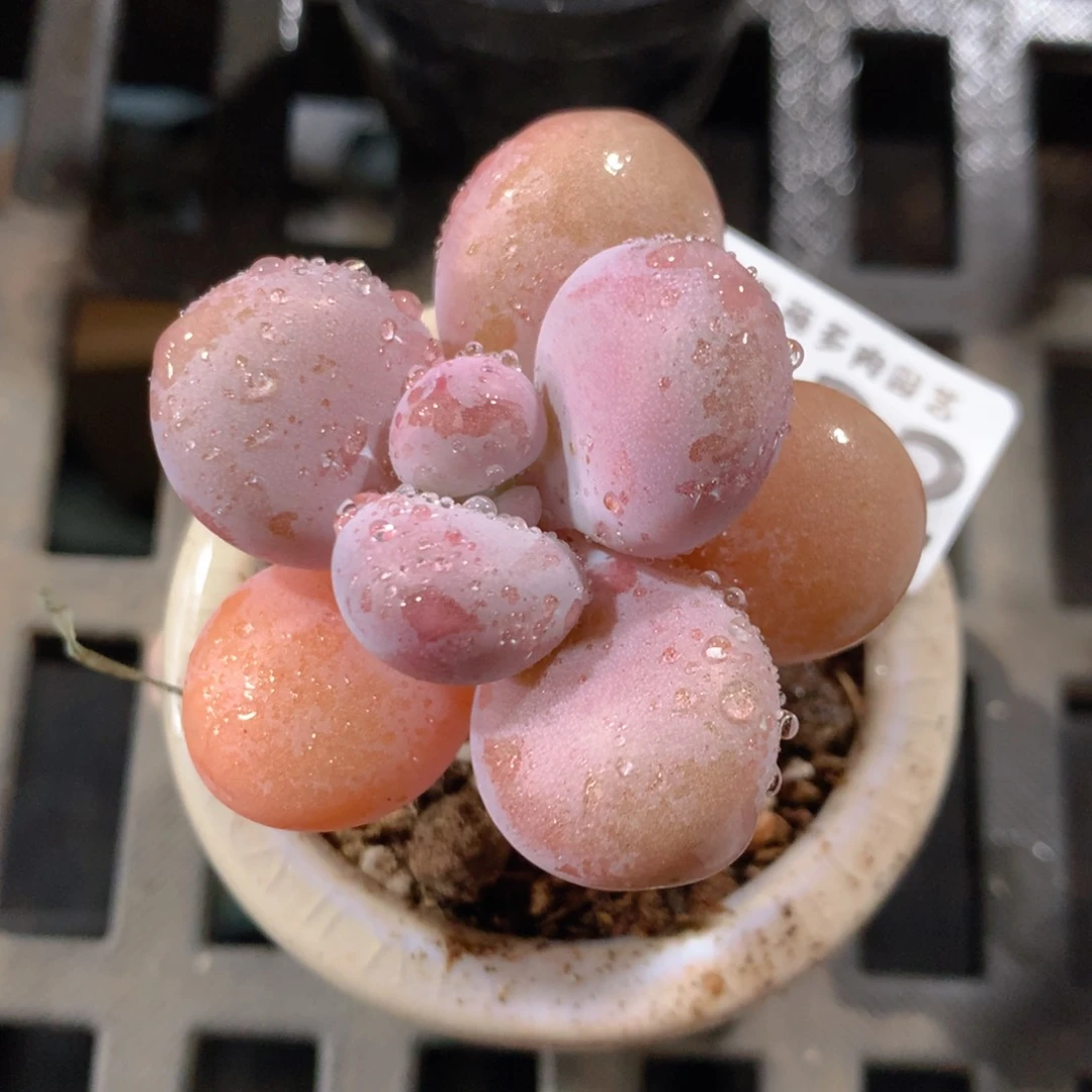 5CM拇指盆精控多肉ZH632