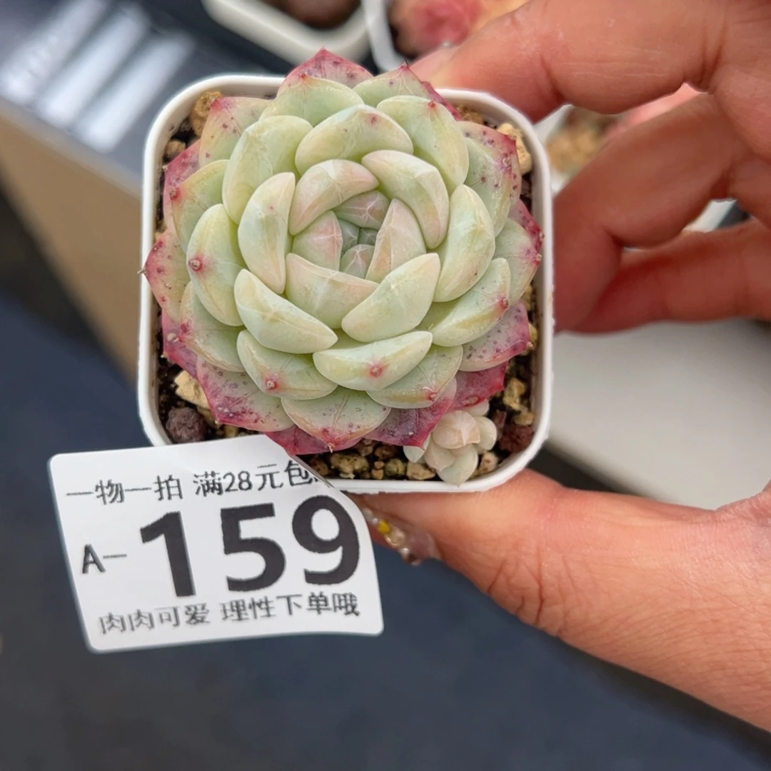 美妮多肉多肉多肉多肉