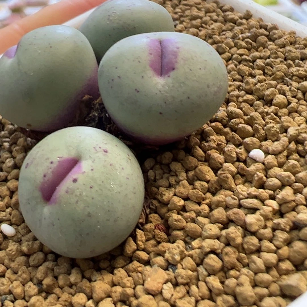 喵*籽专拍专拍 肉锥植物