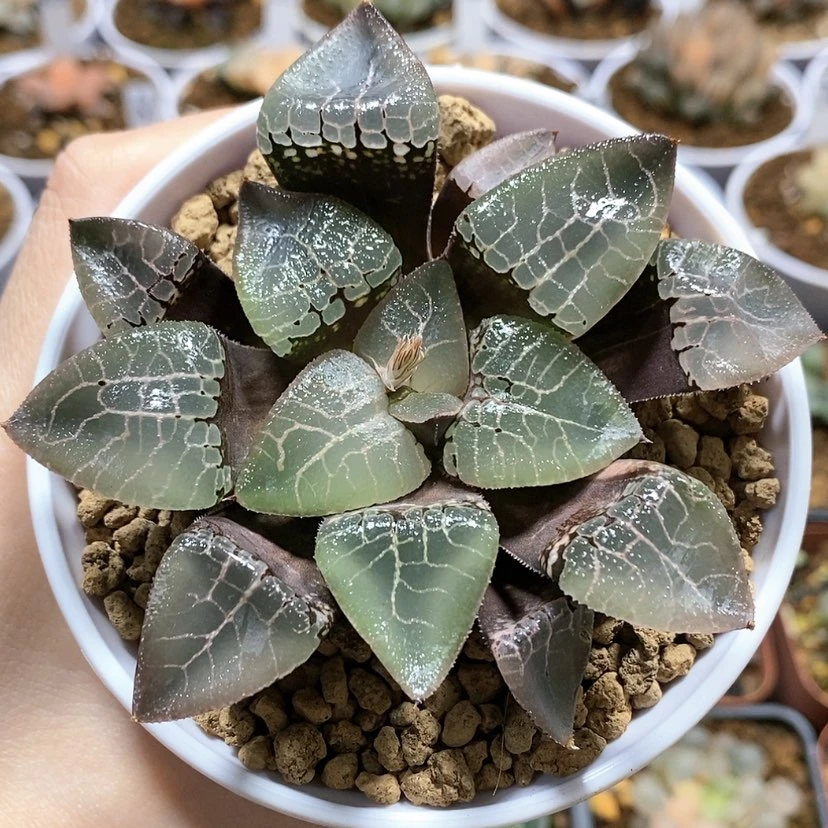 【闪购商品】实生克