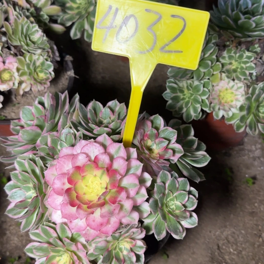 4032++-海王多肉植物