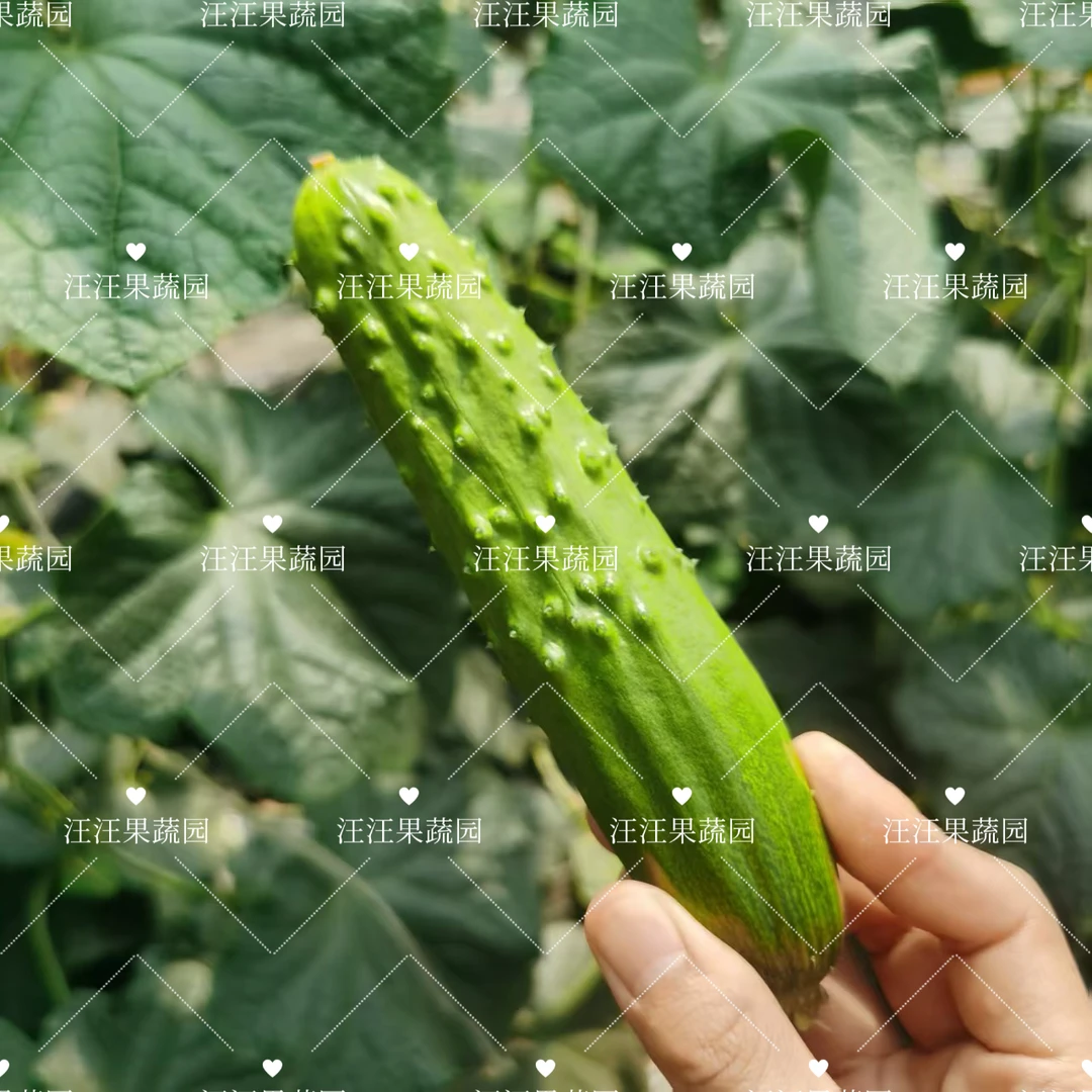 自家果园种植水果黄瓜5斤装