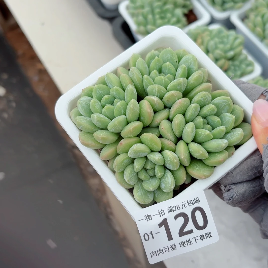 百达翡翠多肉无盆土发货无