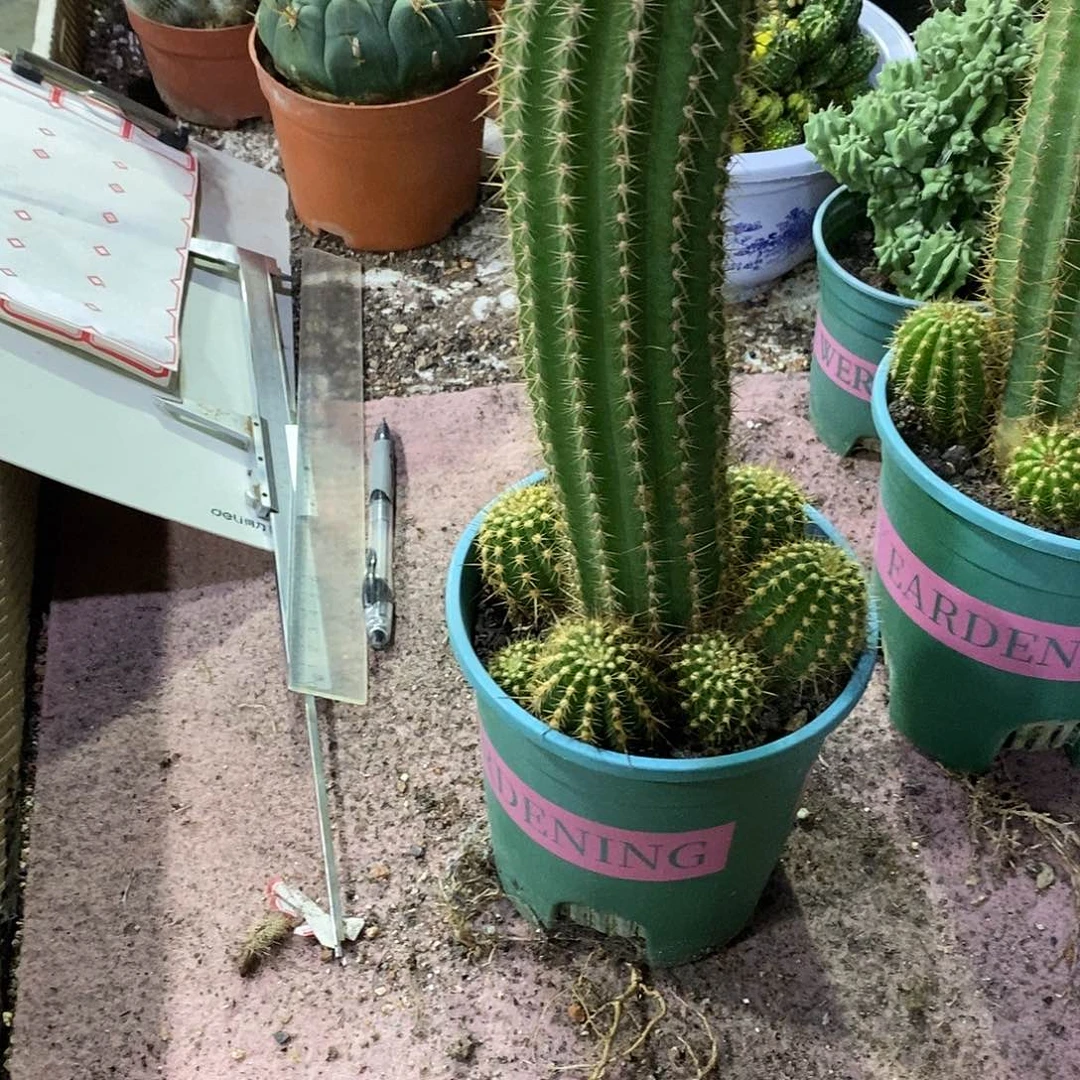 婼***蓠无花朵飞碟毛花柱仙人球仙人掌