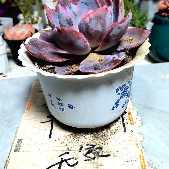 满9元包邮，，大家伙晚霞贵货