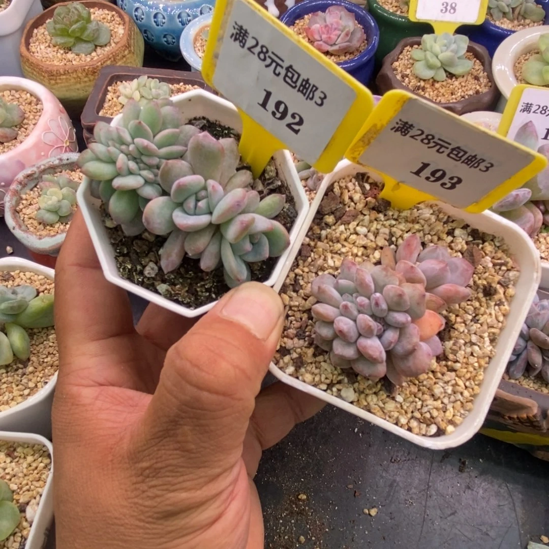 芝***周3192.193石榴仔缀化……