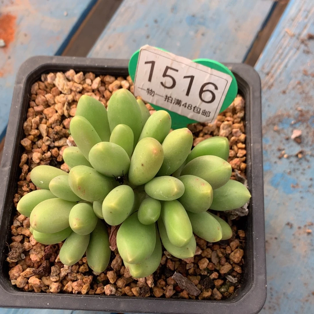 芒果奶无砍平头1516