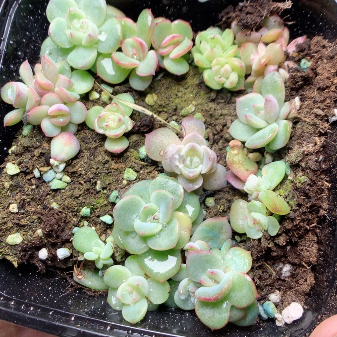 无花朵W144yyyyyyyyyym