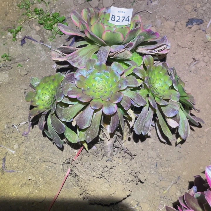 274粉体舞天姬多肉植物