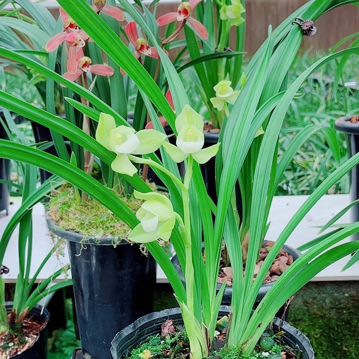 A***n完全开放一物一漂亮